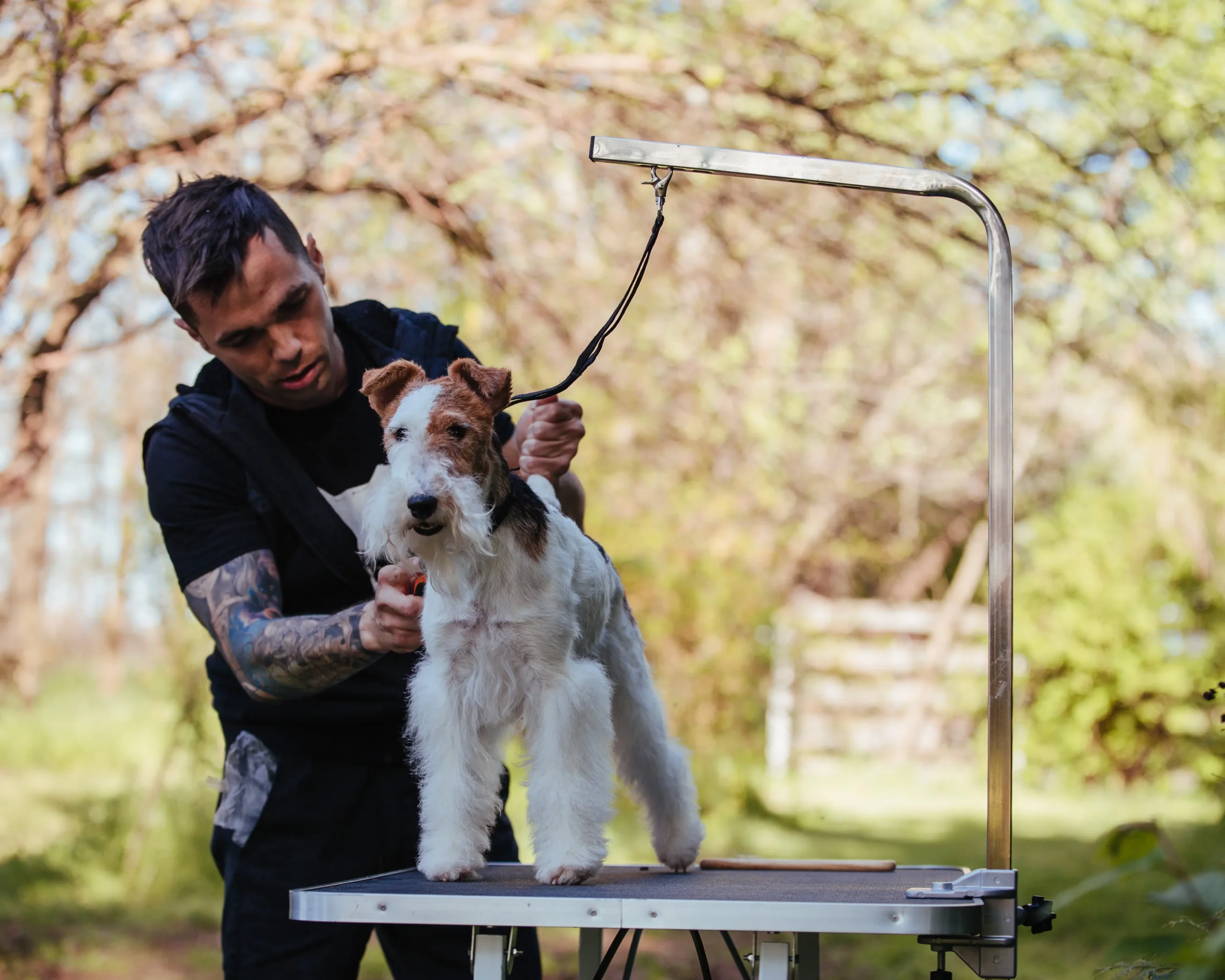 foxi kutya kölyök versenyen