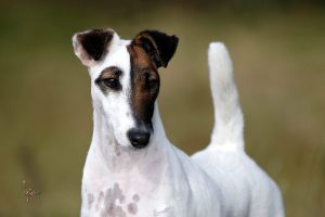 rövidszőrű foxterrier