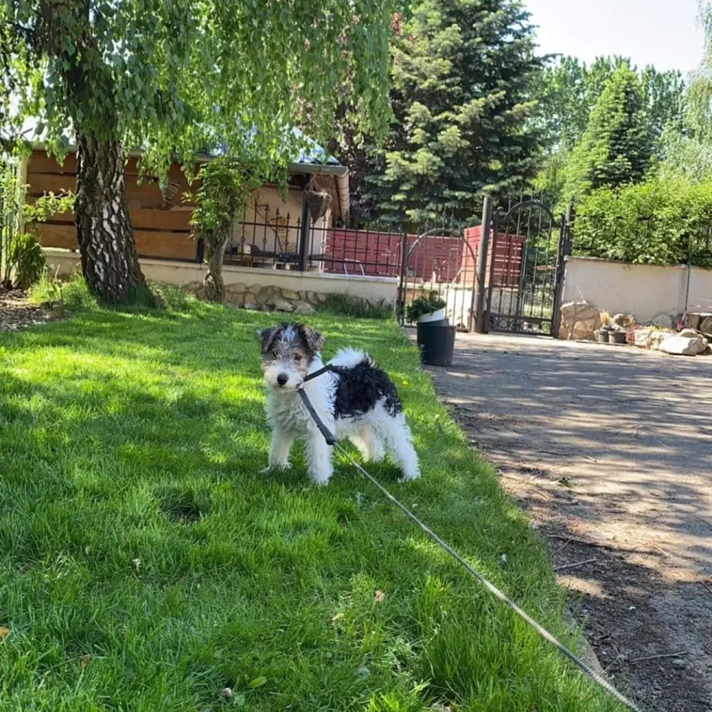 fox terrier kölyök kutya