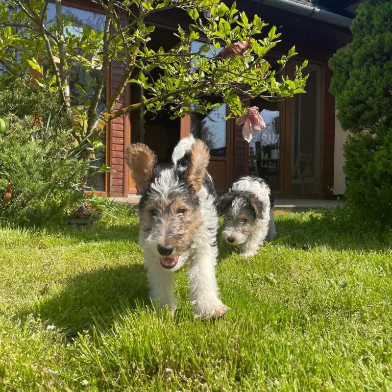 fox terrier kölyök kutya játszik